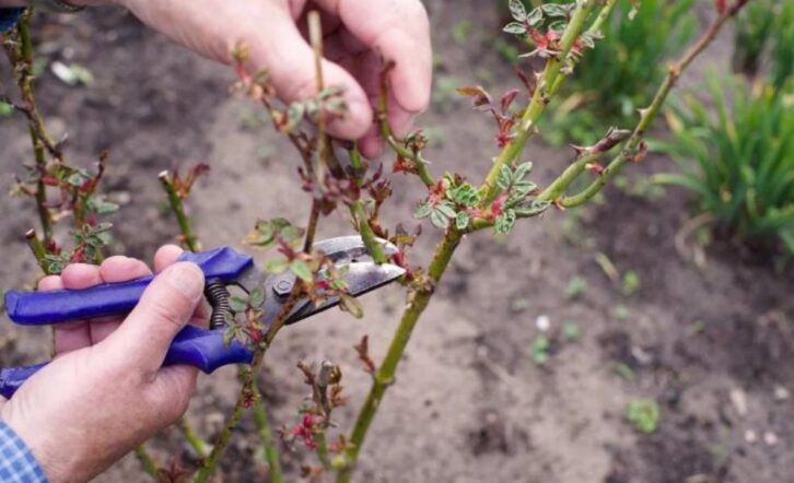 4 найпоширеніші помилки в обрізці роз перед зимою. Через це садівники втрачають квіти 8